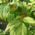 Euonymus sp. fleur P1D